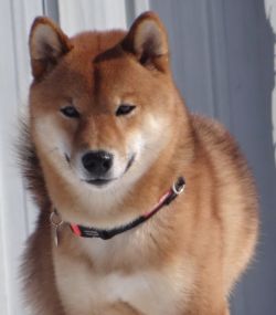 picture of dog