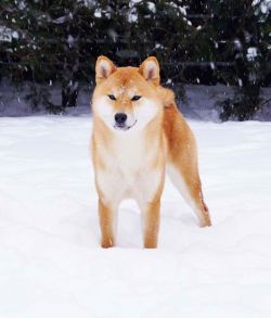 picture of dog