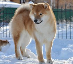 picture of dog