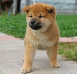 picture of dog