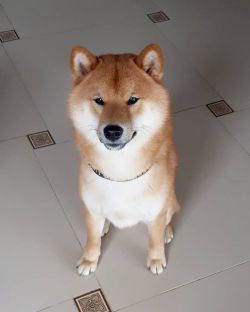 picture of dog