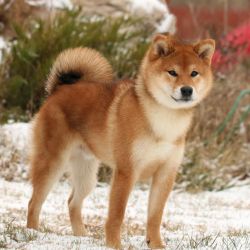 picture of dog