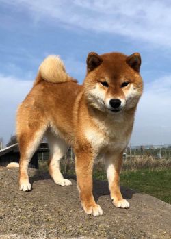 picture of dog