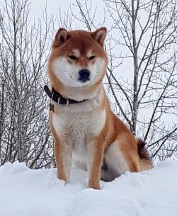 picture of dog