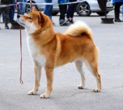 picture of dog
