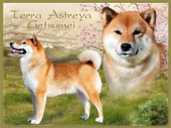 picture of dog