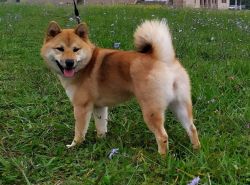 picture of dog