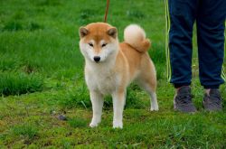 picture of dog