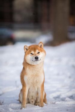 picture of dog