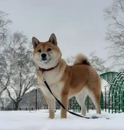 picture of dog