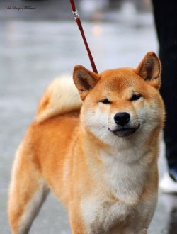 picture of dog