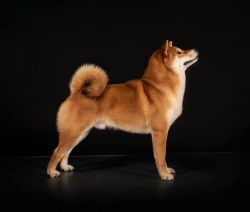 picture of dog