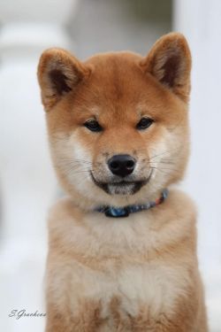 picture of dog