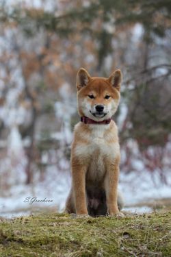 picture of dog