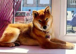 picture of dog