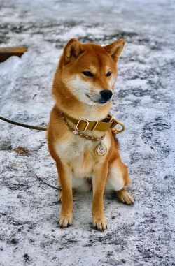 picture of dog
