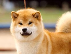 picture of dog