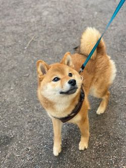 picture of dog