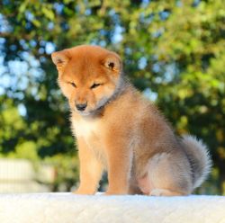 picture of dog