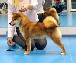 picture of dog