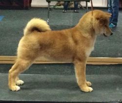 picture of dog