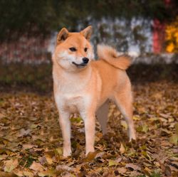 picture of dog