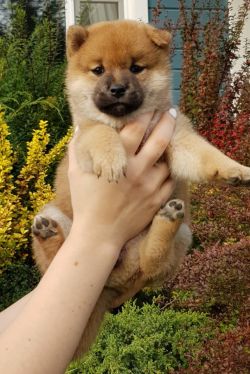 picture of dog