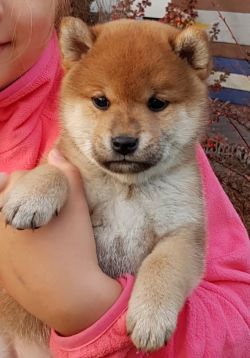 picture of dog