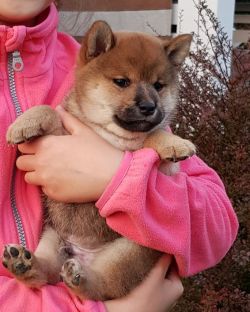 picture of dog