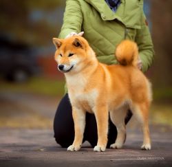 picture of dog