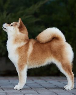 picture of dog