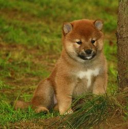 picture of dog