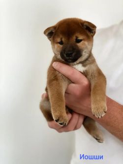 picture of dog