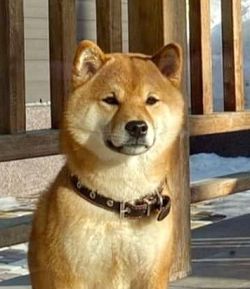 picture of dog