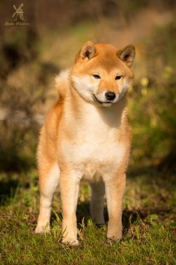 picture of dog
