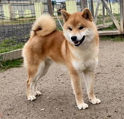 picture of dog