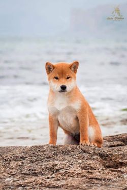 picture of dog