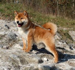 picture of dog
