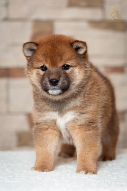 picture of dog