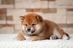 picture of dog
