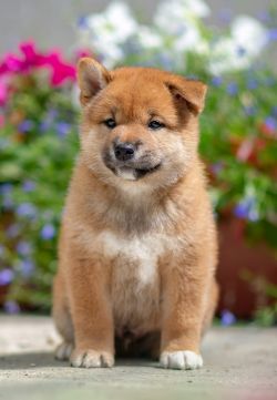 picture of dog