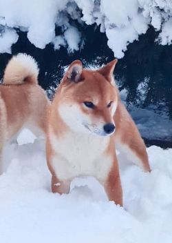 picture of dog