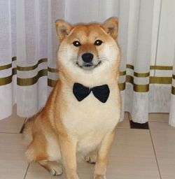 picture of dog
