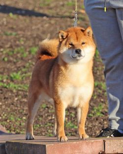 picture of dog