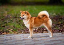 picture of dog