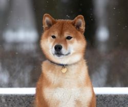 picture of dog