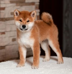 picture of dog