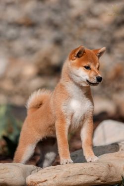 picture of dog