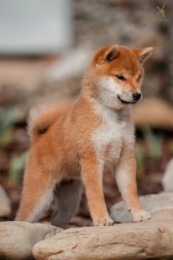 picture of dog