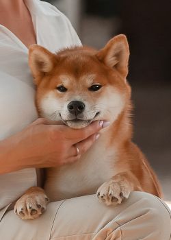 picture of dog